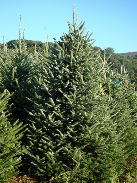 #1 Grade Fraser Fir