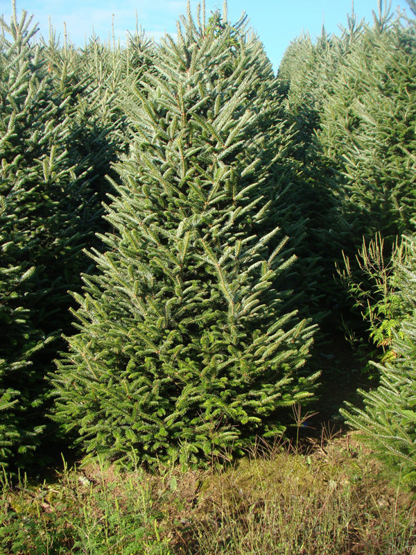 #1 Grade Fraser Fir