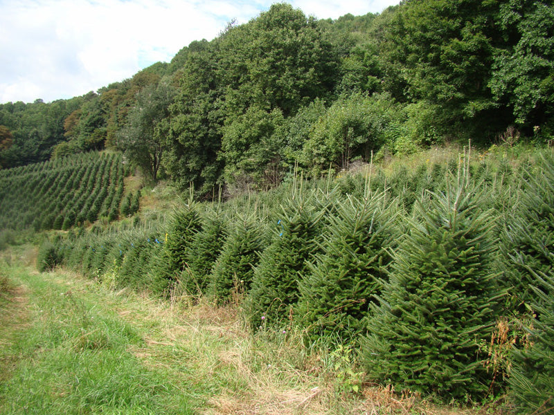 #1 Grade Fraser Fir